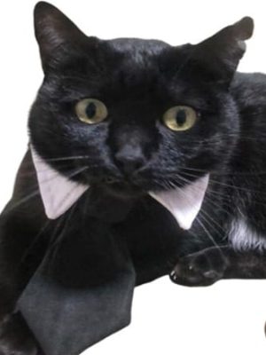 Abogados Especializados en Derecho Animal